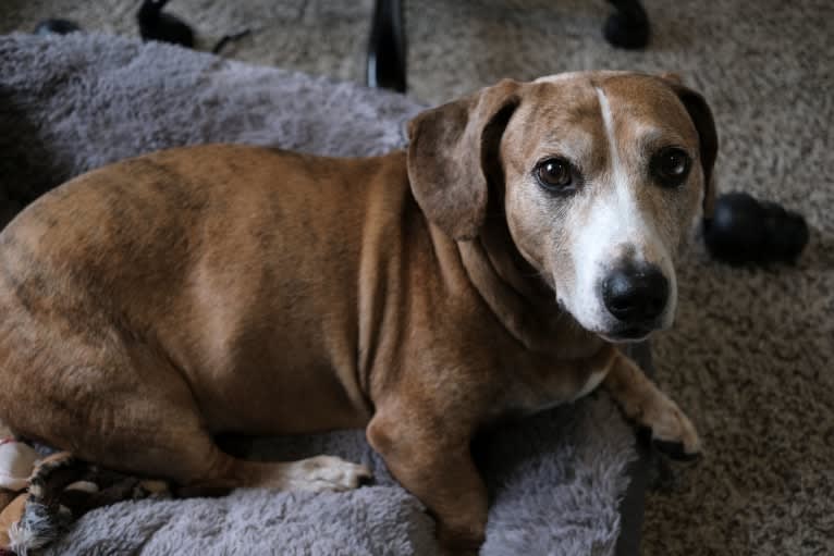 Tanner, an American Bulldog and Dachshund mix tested with EmbarkVet.com