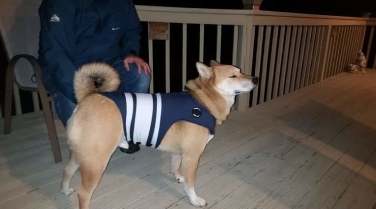 Misiek, a Shiba Inu tested with EmbarkVet.com