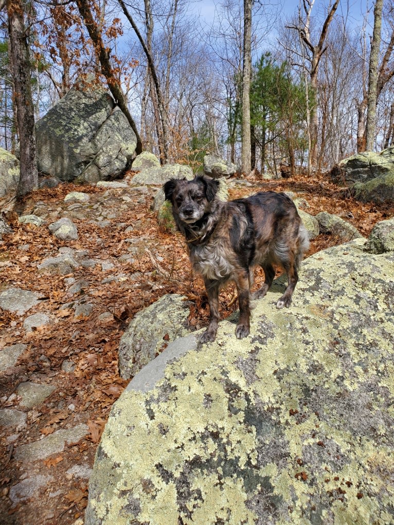 Mallatobuck, a Chihuahua and Shih Tzu mix tested with EmbarkVet.com