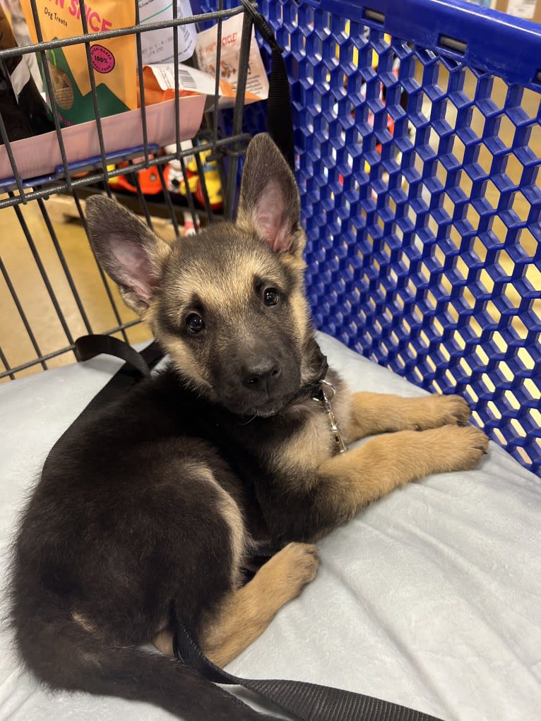 Kaizen, a German Shepherd Dog and Siberian Husky mix tested with EmbarkVet.com