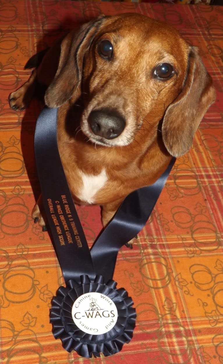 URO3 NI NE Jacob Levi RI SWA SHDNE CGCA TKP RATN RL1X RL2 RLV2X CW-ARA CW-DDA CW-Ob2A, a Dachshund tested with EmbarkVet.com