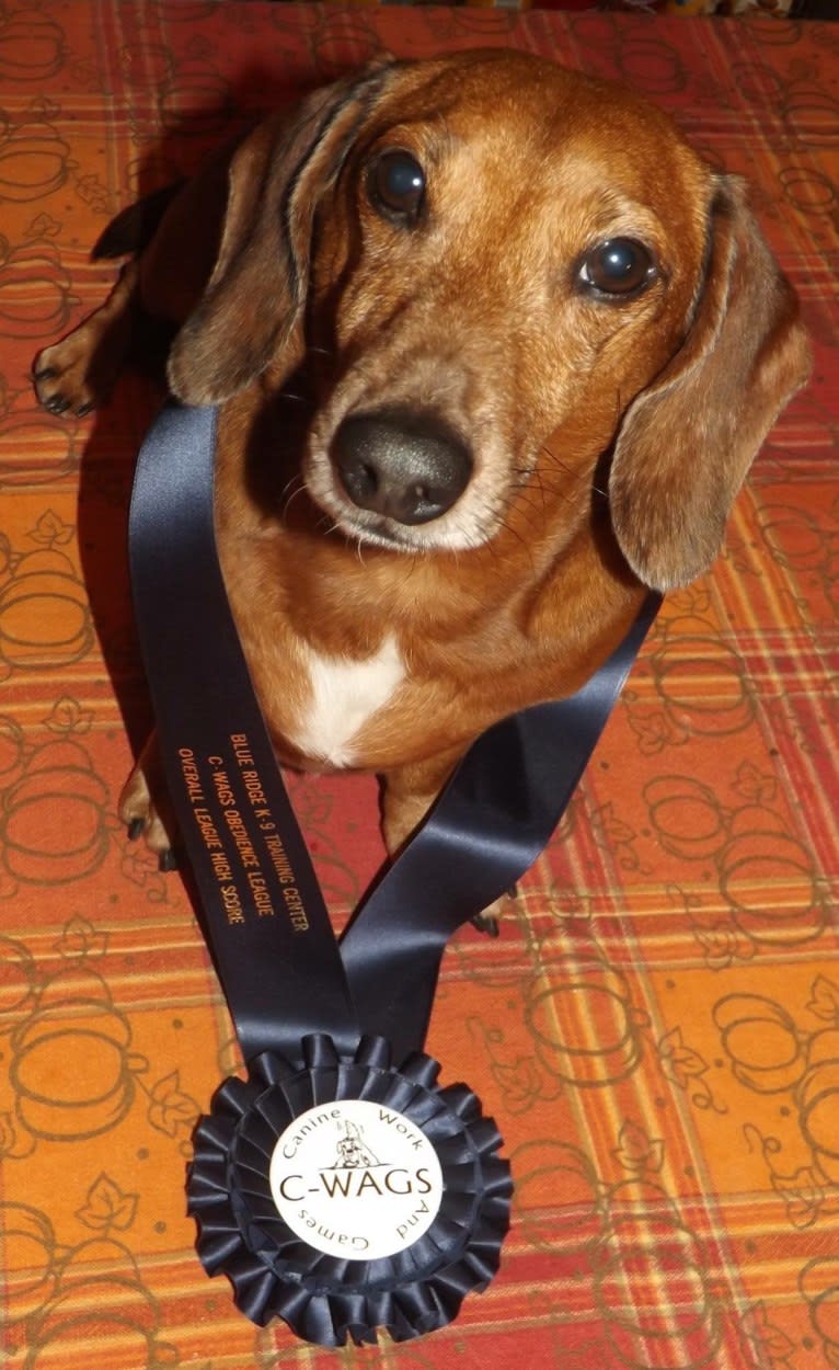 Jacob Levi, a Dachshund tested with EmbarkVet.com