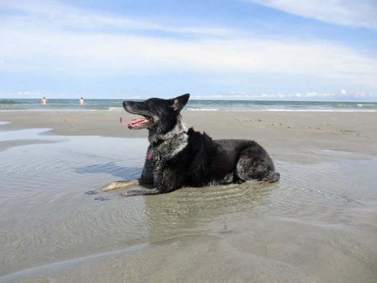 JAMY, an Australian Cattle Dog and Border Collie mix tested with EmbarkVet.com