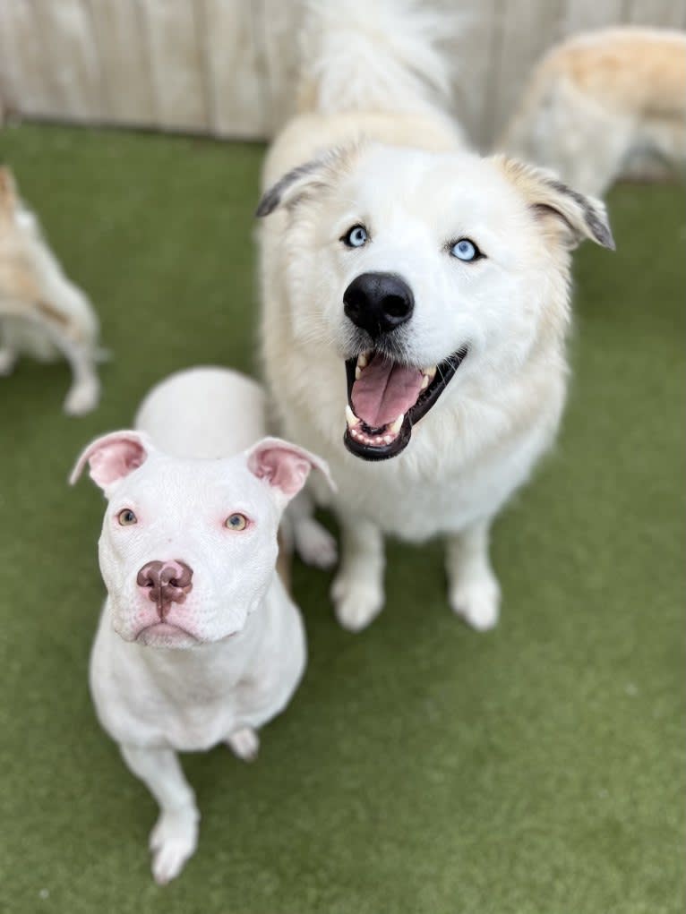 Tucker, a Great Pyrenees and Siberian Husky mix tested with EmbarkVet.com