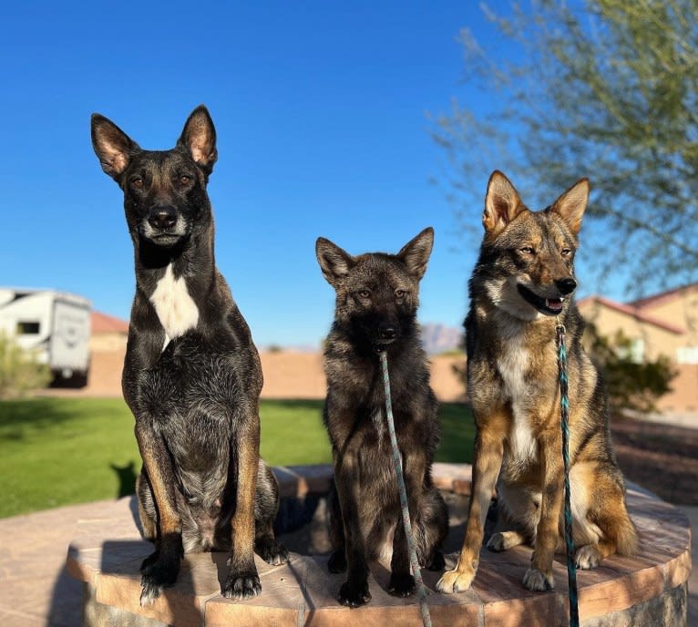 Sketti Spaghetti, a Coyote and Border Collie mix tested with EmbarkVet.com