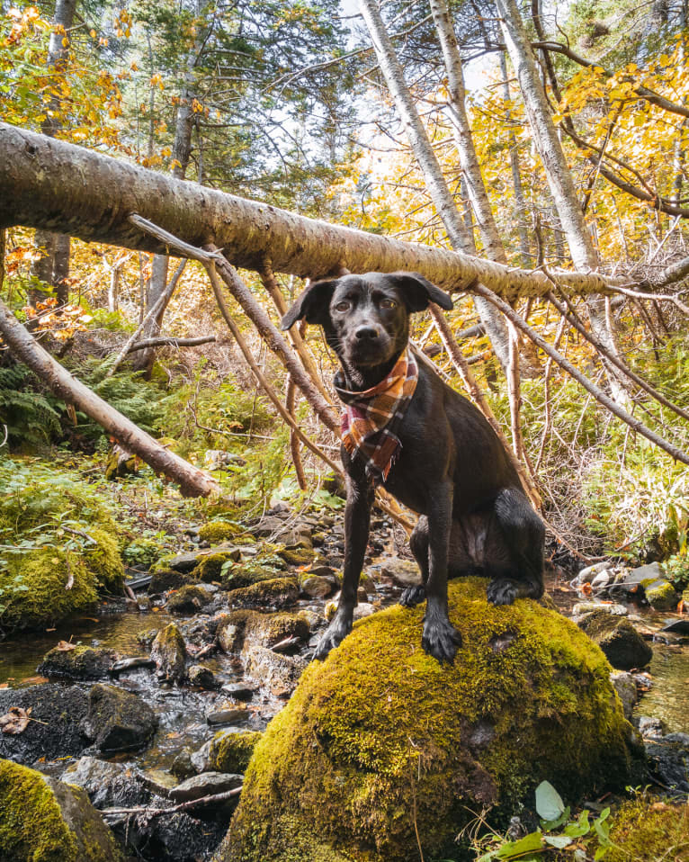 Cinder, a Newfoundland and Labrador Retriever mix tested with EmbarkVet.com