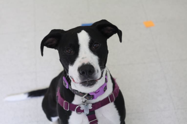Emmy Zimmer, a Staffordshire Terrier and Boxer mix tested with EmbarkVet.com