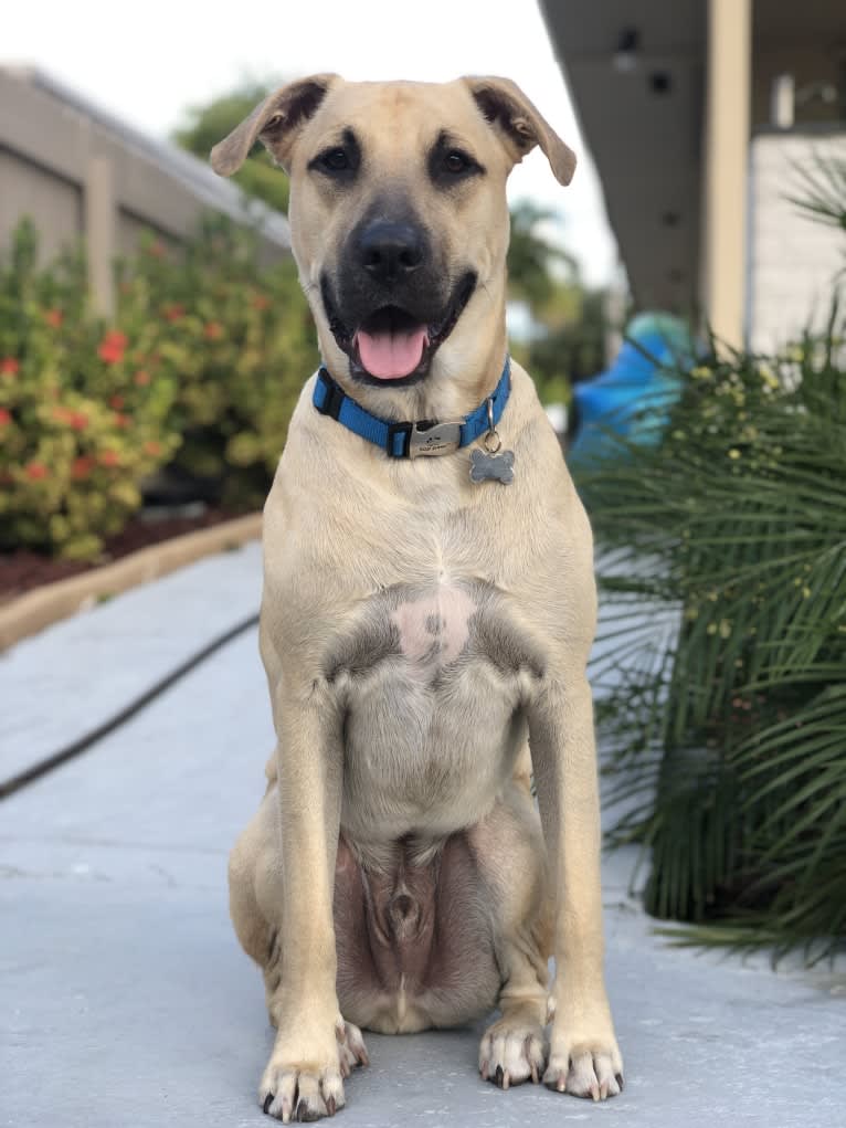 Milo, an American Pit Bull Terrier and Labrador Retriever mix tested with EmbarkVet.com