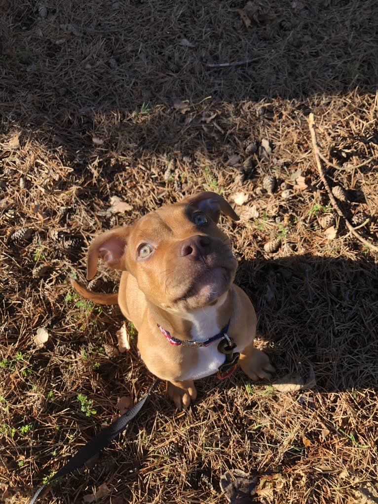 Jasper, an American Bully tested with EmbarkVet.com