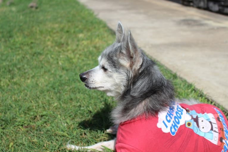 Wolfie, a Chihuahua tested with EmbarkVet.com