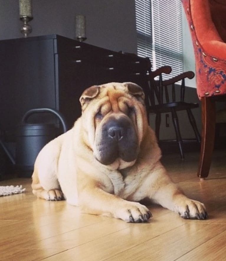 Quinlan, a Chinese Shar-Pei tested with EmbarkVet.com
