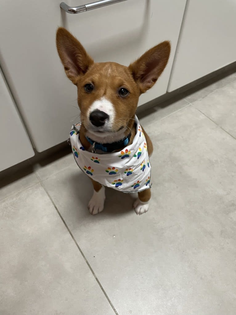 Chimichurri, a Basenji tested with EmbarkVet.com