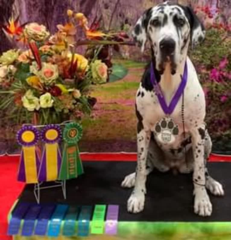 Molly, a Great Dane tested with EmbarkVet.com