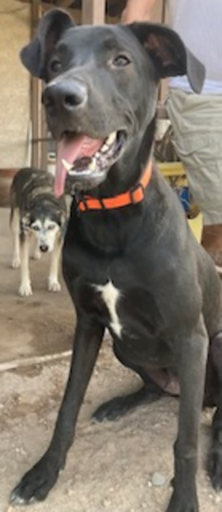 Baxter, a German Shepherd Dog and Great Dane mix tested with EmbarkVet.com