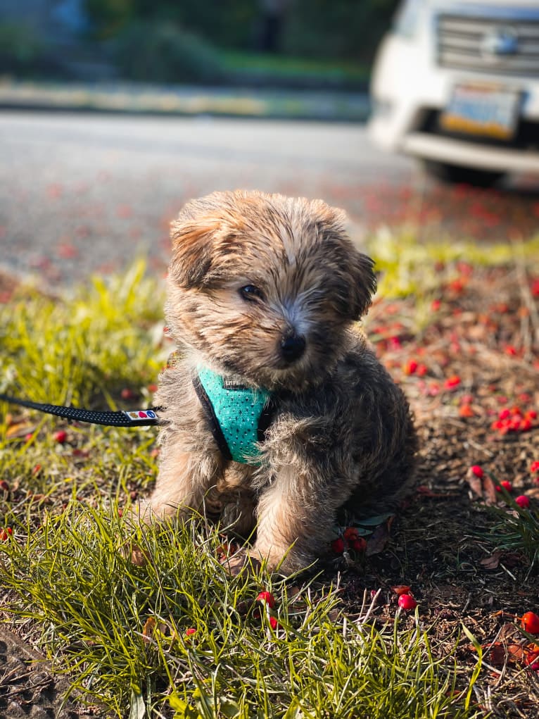 Luna, a Cairn Terrier and Poodle (Small) mix tested with EmbarkVet.com