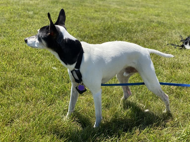 Snoopy, a Russell-type Terrier and Chihuahua mix tested with EmbarkVet.com