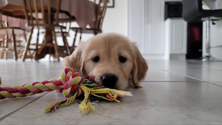 Fauna, a Golden Retriever (7.8% unresolved) tested with EmbarkVet.com