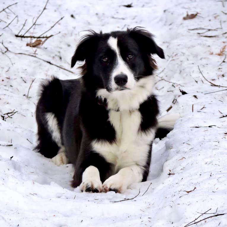 Phénix, a Border Collie and Boxer mix tested with EmbarkVet.com