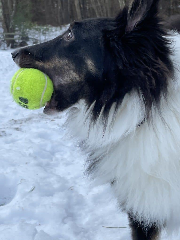 Whiskey Cash Adams, a Shetland Sheepdog tested with EmbarkVet.com