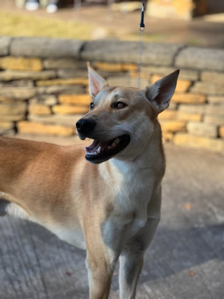 Bones, a Carolina Dog tested with EmbarkVet.com