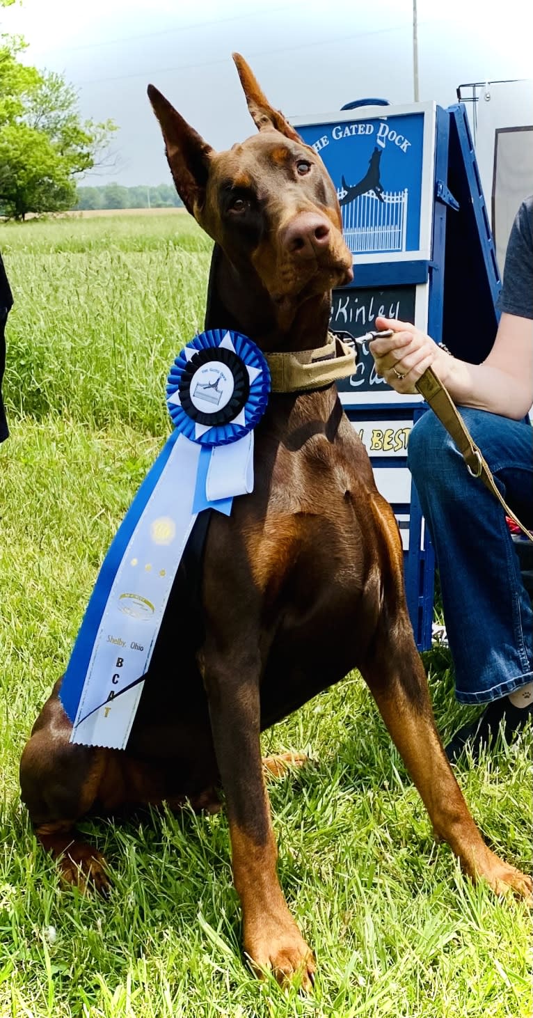 Han's Hatteras Sound, a Doberman Pinscher tested with EmbarkVet.com