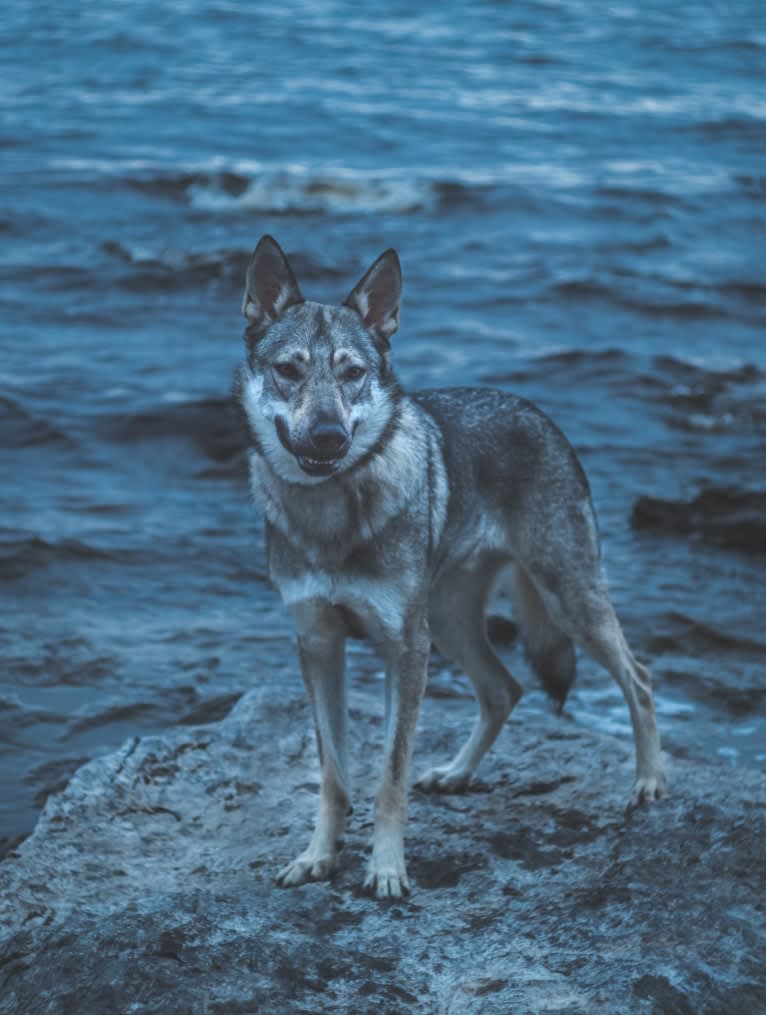 Olav, a Czechoslovakian Vlcak and German Shepherd Dog mix tested with EmbarkVet.com