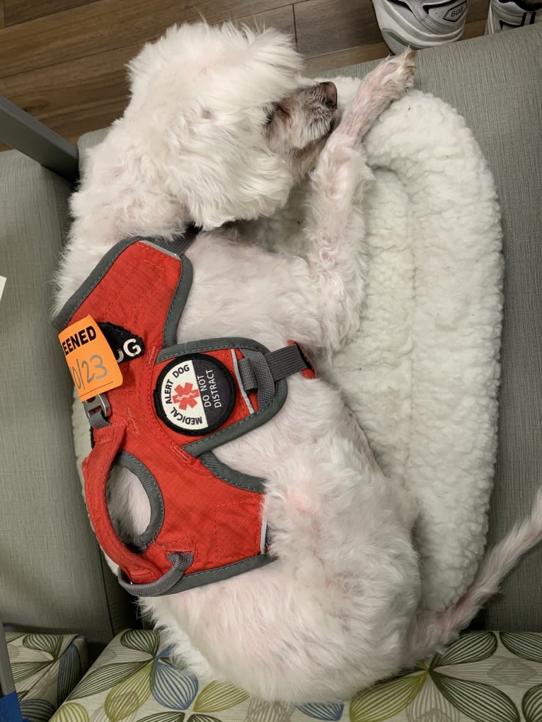 Q-Tip, a Poodle (Small) and American Eskimo Dog mix tested with EmbarkVet.com