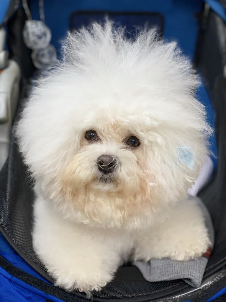 Charlotte Elizabeth, a Bichon Frise tested with EmbarkVet.com