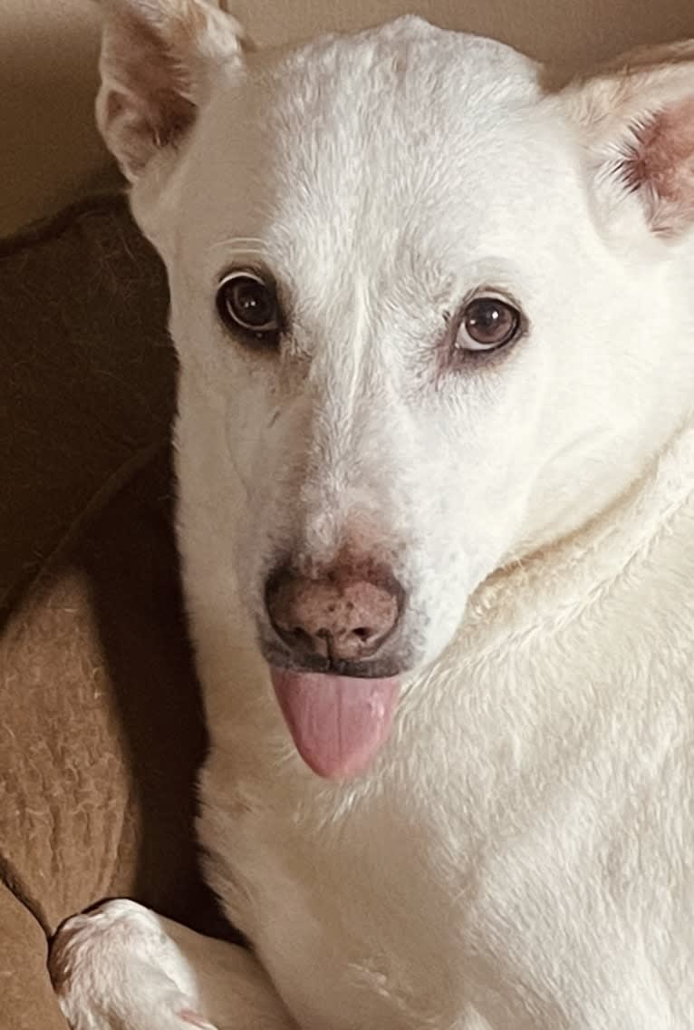 Darwin, a Chow Chow and Labrador Retriever mix tested with EmbarkVet.com