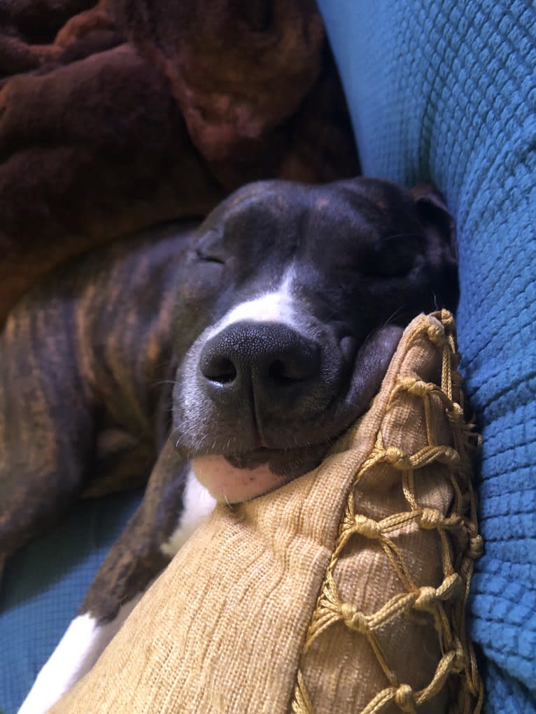 Fiona, an American Bully and American Pit Bull Terrier mix tested with EmbarkVet.com