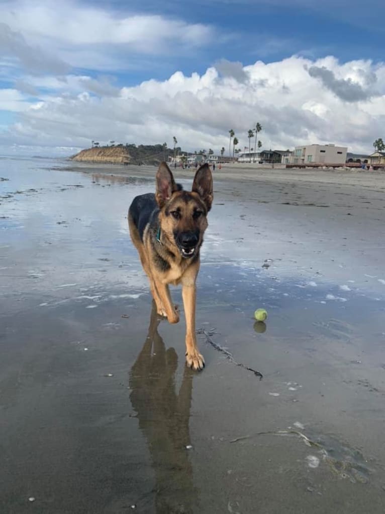 Gunther, a German Shepherd Dog and Labrador Retriever mix tested with EmbarkVet.com