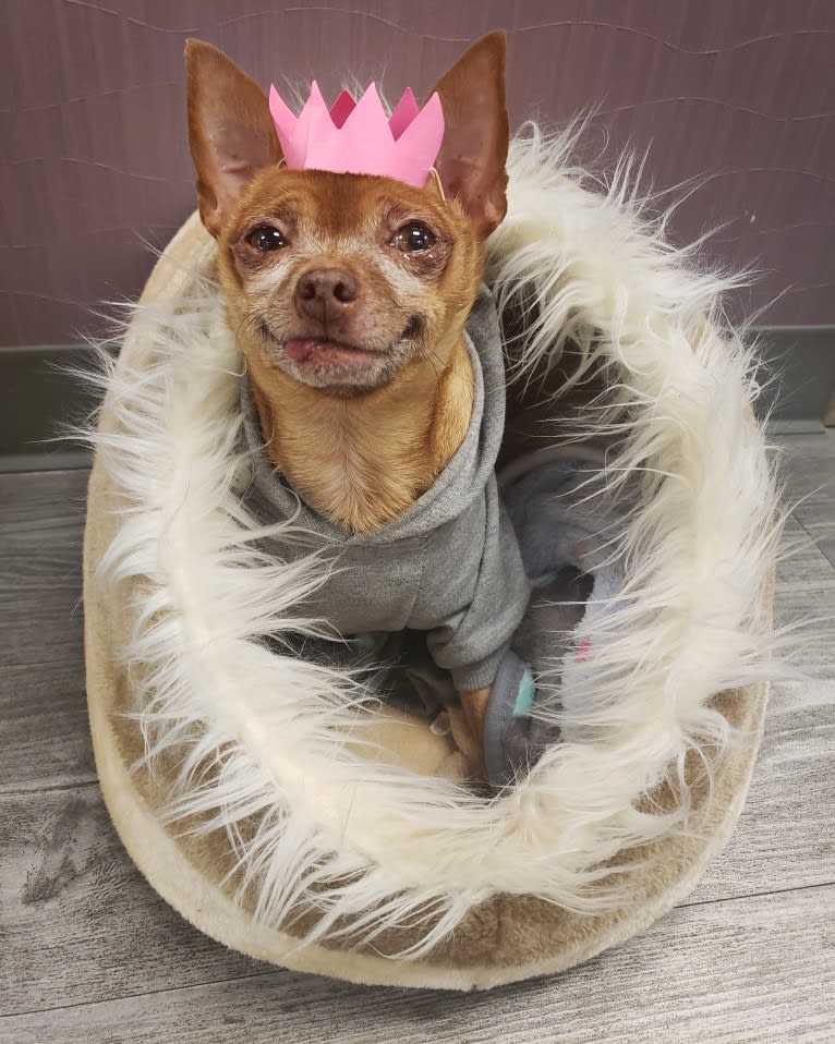 Vicious chihuahua sales