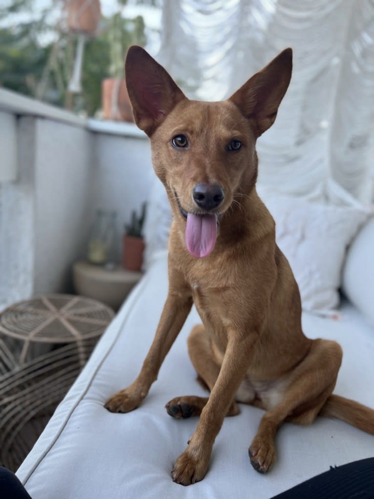 Foxy, an American Pit Bull Terrier and Australian Cattle Dog mix tested with EmbarkVet.com