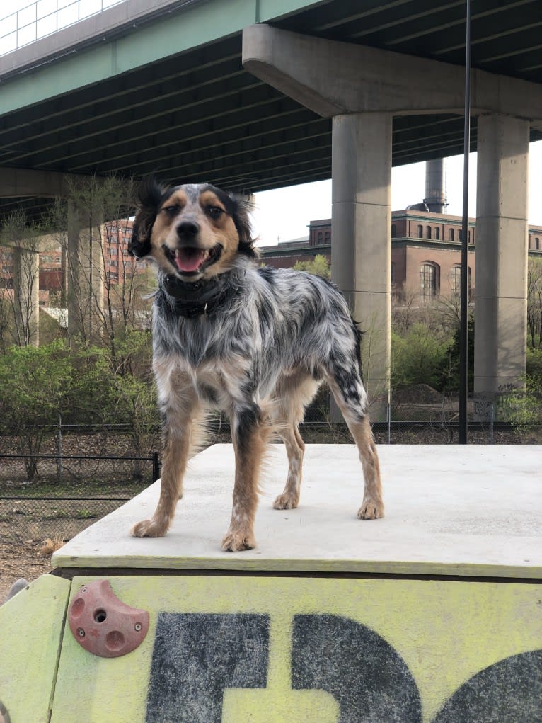 Banjo, an Australian Cattle Dog and Cocker Spaniel mix tested with EmbarkVet.com