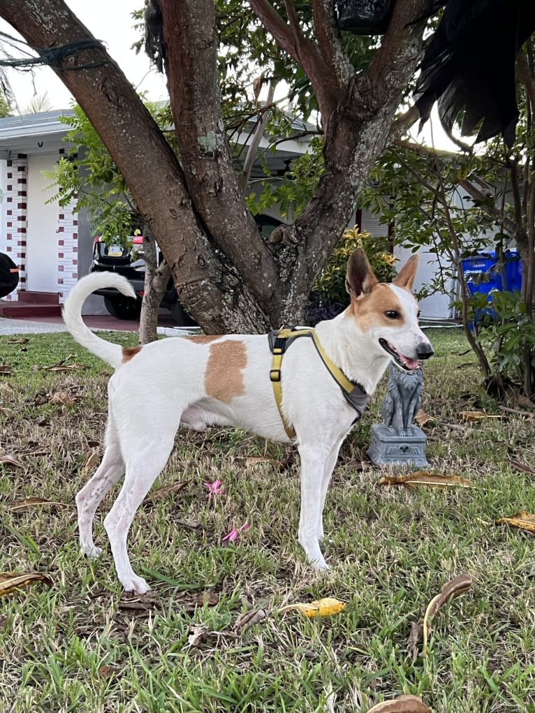 Banbury Cross Berlin, a Carolina Dog tested with EmbarkVet.com