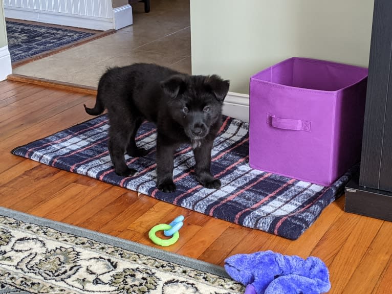 Freya, a Norwegian Elkhound and Golden Retriever mix tested with EmbarkVet.com