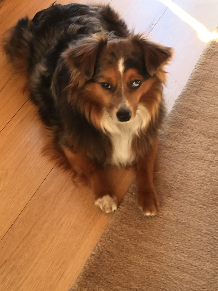 Wrigley, an Australian Shepherd tested with EmbarkVet.com