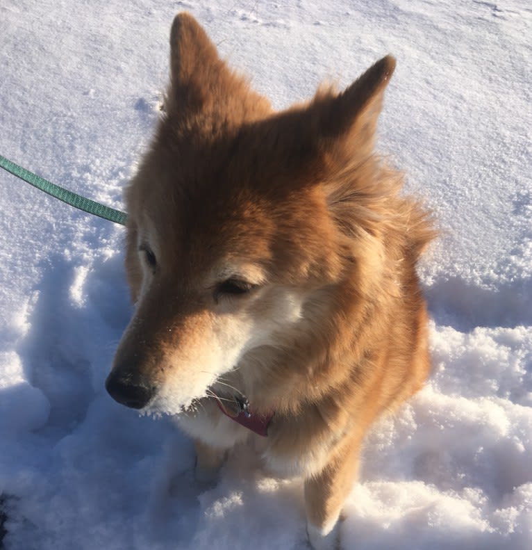 Asmodeus, a Shiba Inu and Shetland Sheepdog mix tested with EmbarkVet.com