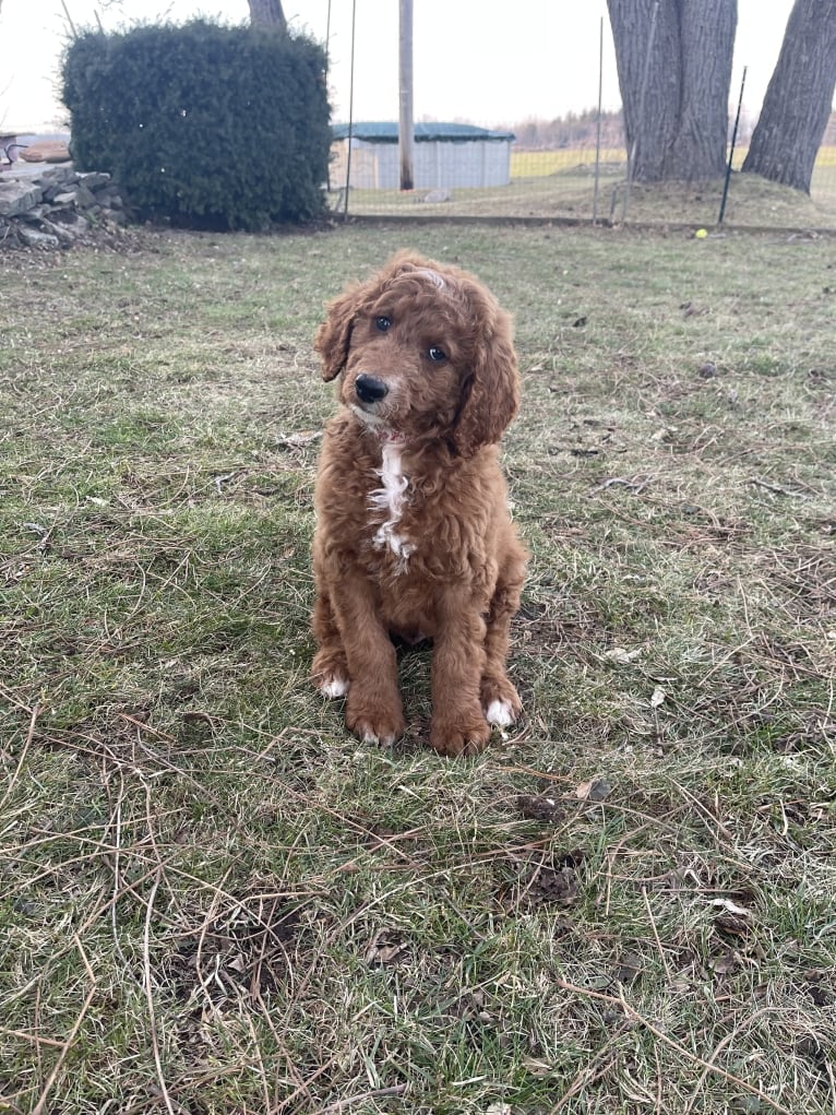 Figgy, a Goldendoodle tested with EmbarkVet.com