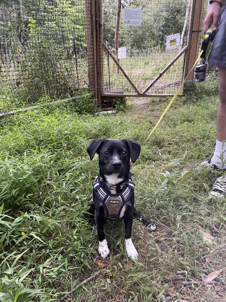 Wexford, a Chihuahua and Dachshund mix tested with EmbarkVet.com