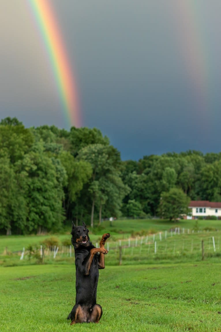 Kenai, a Beauceron tested with EmbarkVet.com