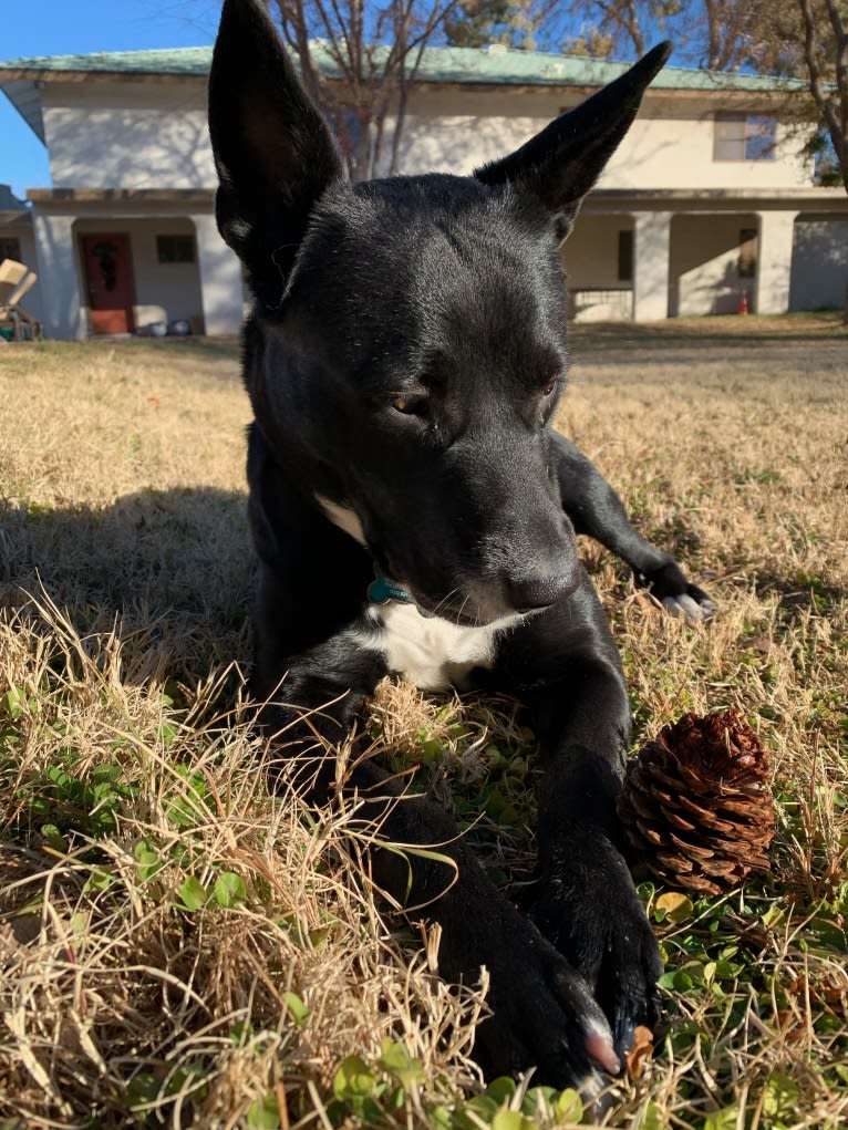 Ceci, an American Pit Bull Terrier and Australian Cattle Dog mix tested with EmbarkVet.com