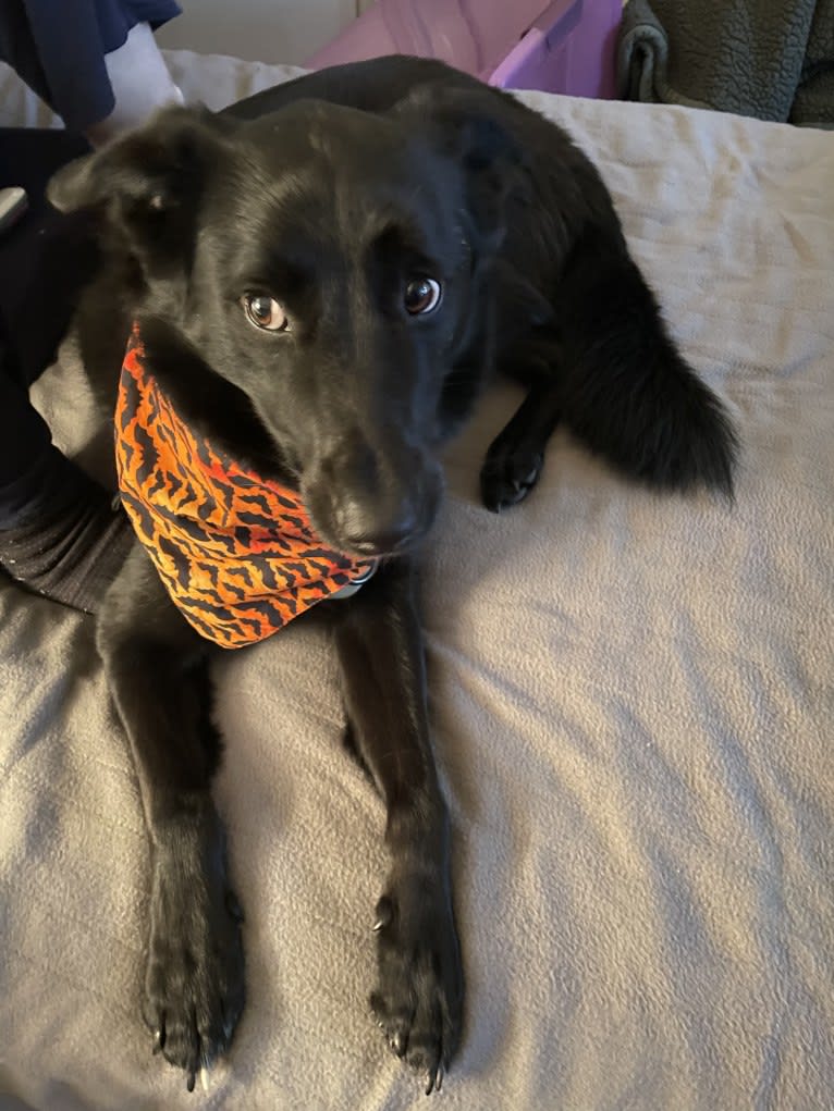 Ziggy, an Australian Cattle Dog and Collie mix tested with EmbarkVet.com