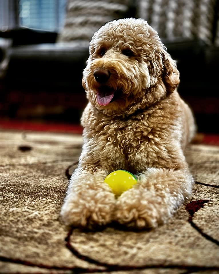 Pharaoh, a Goldendoodle tested with EmbarkVet.com