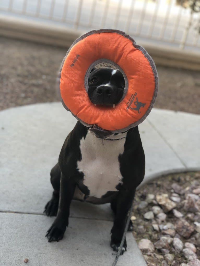 Mickey, an American Bully tested with EmbarkVet.com