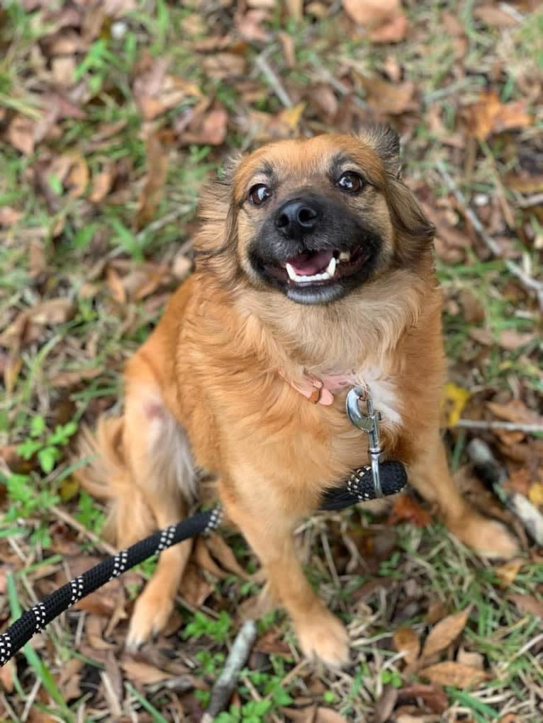 Brandy, a Pomeranian and Dachshund mix tested with EmbarkVet.com