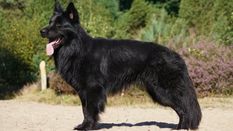 Niclas v Altdeutschen Eck, a German Shepherd Dog tested with EmbarkVet.com