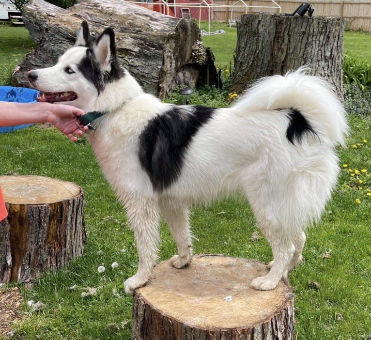 Suki, a Yakutian Laika tested with EmbarkVet.com