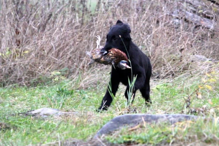 Eros, a Flat-Coated Retriever tested with EmbarkVet.com