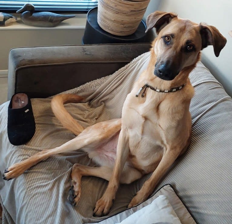 Ilias, an Eastern European Village Dog tested with EmbarkVet.com